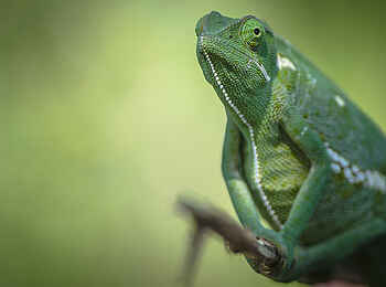 Sabi Sabi Selati Camp: Es grünt so schön ... Sabi Sabi Selati Camp: Es grünt so schön ...
