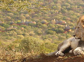 Thanda Safari Lodge: Ein Löwe hält Ausschau Thanda Safari Lodge: Ein Löwe hält Ausschau
