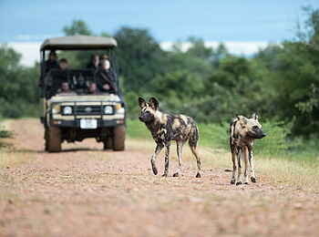 Time + Tide Kakuli: Wilddogs auf der Pirsch Time + Tide Kakuli: Wilddogs auf der Pirsch
