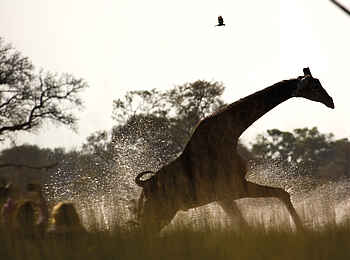Belmond Eagle Island Lodge: Giraffe im Wasserloch Belmond Eagle Island Lodge: Giraffe im Wasserloch