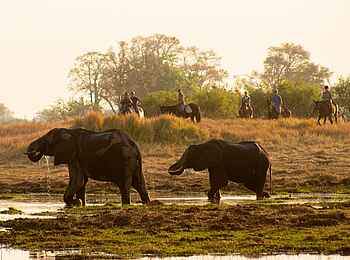 Cha Cha Metsi: Reitsafari Cha Cha Metsi: Reitsafari