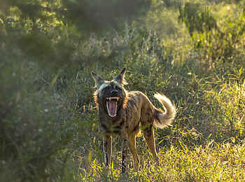 Chicari Camp: Wildhund Chicari Camp: Wildhund