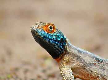 Dinaka Lodge: Wüstenechse