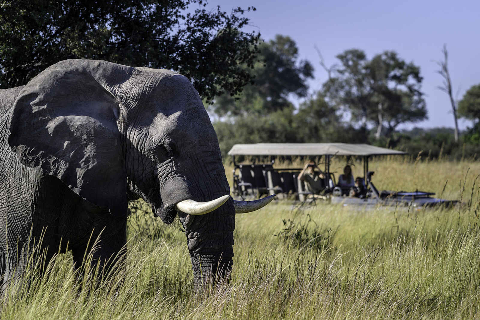 Duma Tau Camp: Pirschfahrt Duma Tau Camp: Pirschfahrt