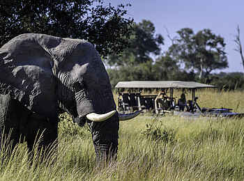 Duma Tau Camp: Pirschfahrt Duma Tau Camp: Pirschfahrt