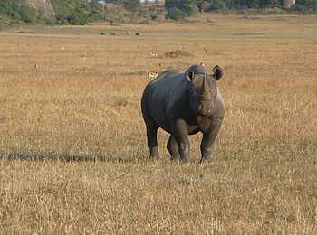 Dunia Camp: Spitzmaulnashorn Dunia Camp: Spitzmaulnashorn