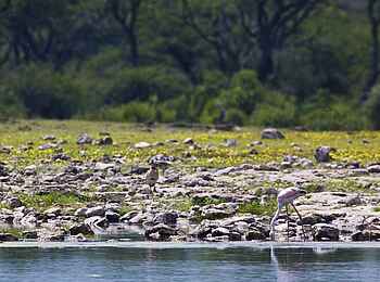 Etosha: Unterwegs am Flussufer