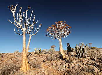 Fish River Lodge: Köcherbäume