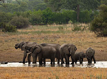 Kiri Camp: Eine Elefantenherde Kiri Camp: Eine Elefantenherde