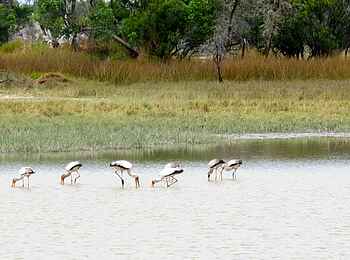 Kujwana Camp: Nimmersatt