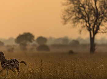Luambe Camp: Ein vereinzeltes Steppenzebra Luambe Camp: Ein vereinzeltes Steppenzebra