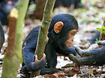 Mbali Mbali Mahale Lodge: Schimpansenjunges