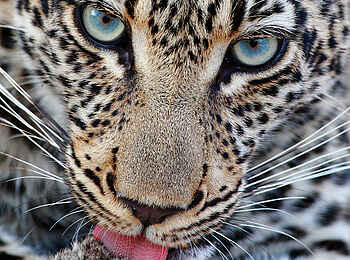 Motswari Game Lodge: Leopard aus der Nähe