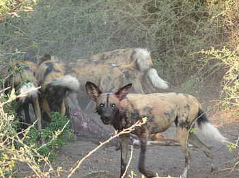 Muchenje Safari Lodge: Wildhunde beim Impalariss