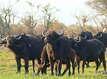 Nkasa Linyanti Camp: Büffelherde