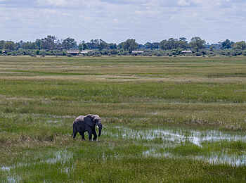 Nkasa Linyanti Camp: Elefant vor dem Camp
