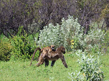 Nkasa Linyanti: Eine Pavianmutter mit Jungtier Nkasa Linyanti: Eine Pavianmutter mit Jungtier