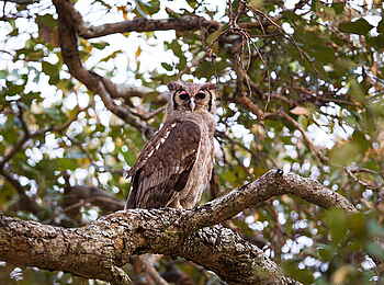 Norman Carr Safaris: Pel's Fishing Owl