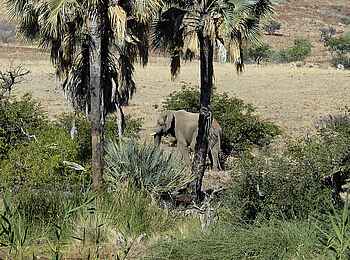 Palmwag Lodge: Elefant im Uniab-Flussbett