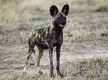 Ruckomechi Camp: Wildhund Ruckomechi Camp: Wildhund