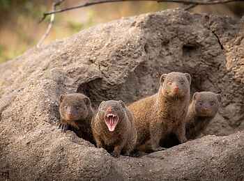 Simbavati Waterside Lodge: Zebramangusten