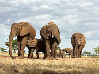 Singita Mara River Tented Camp: Elefantenherde Singita Mara River Tented Camp: Elefantenherde
