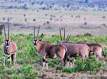 Sirikoi: Oryx Antilope
