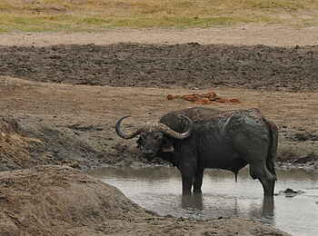 The Hide: Büffel im Wasserloch The Hide: Büffel im Wasserloch