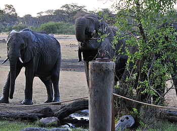 The Hide: Elefanten trinken am Vogelbad The Hide: Elefanten trinken am Vogelbad