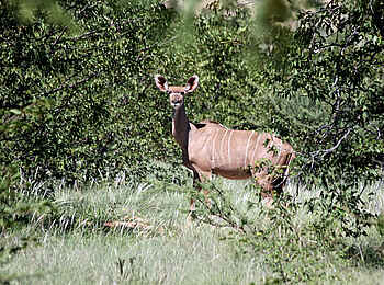 Vingerklip Lodge: Ein Kudu im Buschland