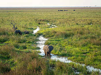 Wilderness Mokete Camp: Elefanten im Wasser