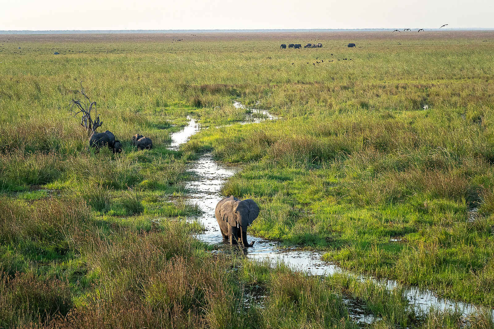 Wilderness Mokete Camp: Elefanten im Wasser Wilderness Mokete Camp: Elefanten im Wasser