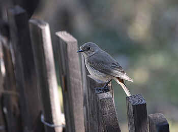 Frog and Fern Cottages: Familiar Chat auf dem Zaun Frog and Fern Cottages: Familiar Chat auf dem Zaun