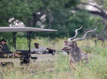 Kanana Camp: Ein Großer Kudu lässt sich vom Pirschfahrzeug nicht stören