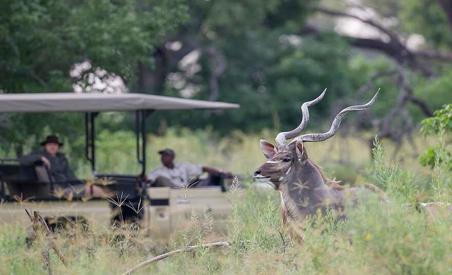Kanana Camp: Ein Großer Kudu lässt sich vom Pirschfahrzeug nicht stören Kanana Camp: Ein Großer Kudu lässt sich vom Pirschfahrzeug nicht stören