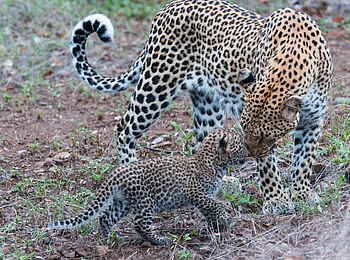 Mashatu Game Reserve: Leopardin mit Baby