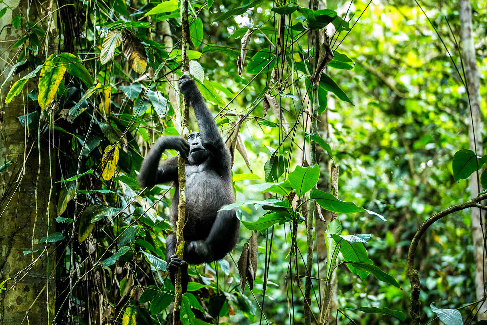 Ngaga Camp: Ein Gorilla erklimmt einen sehr dünnen Stamm Ngaga Camp: Ein Gorilla erklimmt einen sehr dünnen Stamm