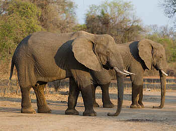 Nkonzi Bush Camp: Entspannte Elefanten Nkonzi Bush Camp: Entspannte Elefanten