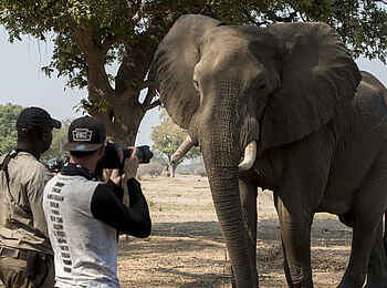 Nyamatusi Camp: Elefantenfoto von vorne Nyamatusi Camp: Elefantenfoto von vorne
