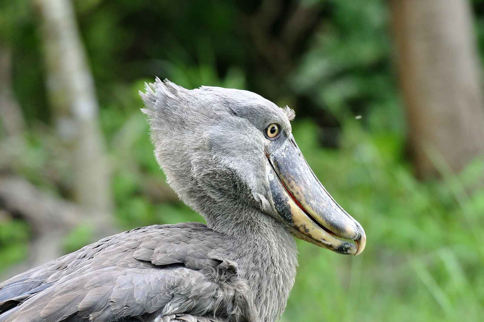 Shoebill Island Camp: Balaeniceps rex Shoebill Island Camp: Balaeniceps rex