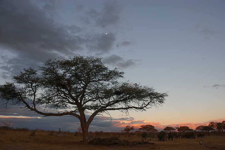 Somalisa Acacia Camp: Akazie Somalisa Acacia Camp: Akazie