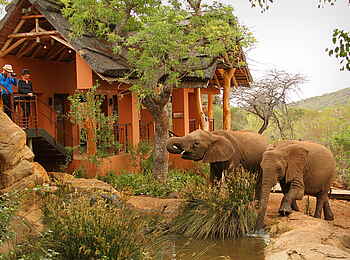 Thanda Safari Lodge: Elefanten direkt am Camp Thanda Safari Lodge: Elefanten direkt am Camp