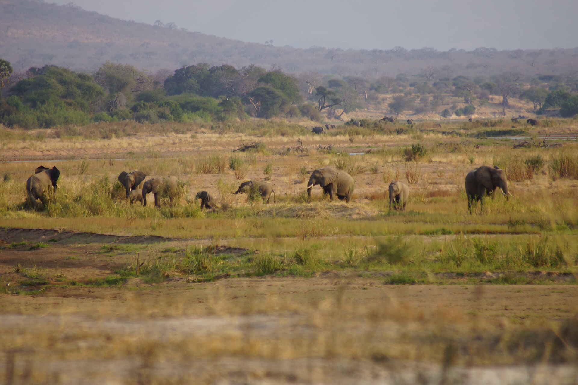 Ubuyu Lodge: Elefantenherde
