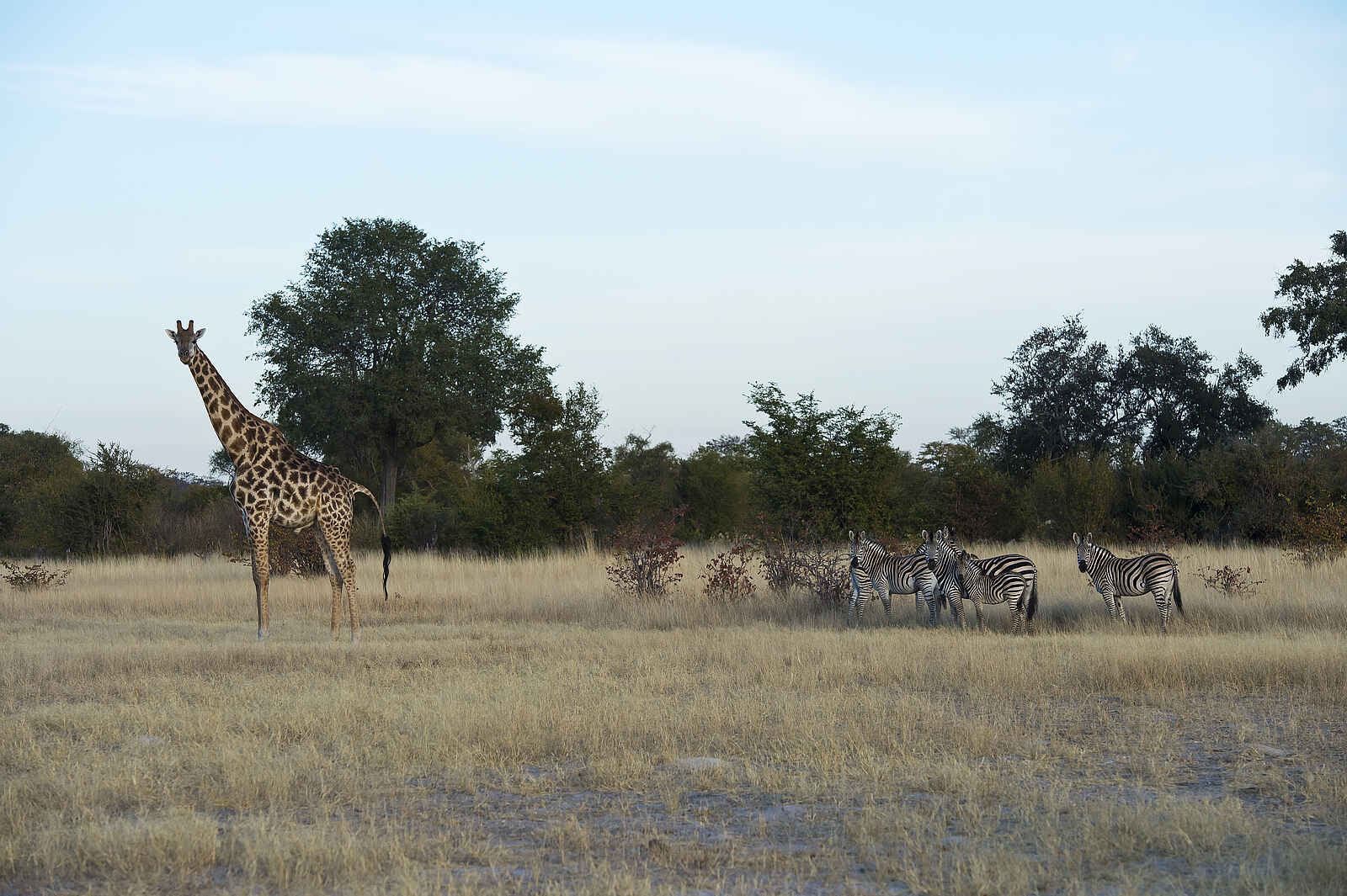 Camp Hwange: Giraffe und Zebraherde Camp Hwange: Giraffe und Zebraherde