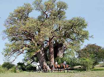 Camp Kalahari: Ausritt zum Chapman's Baobab