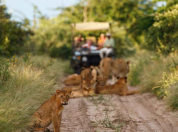 Deception Valley Lodge: Löwenrudel voraus