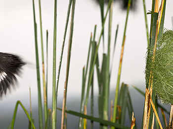 Gibbs Farm: Webervogel-Nest