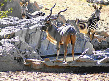 Hobatere Lodge: Kudu und Zebras Hobatere Lodge: Kudu und Zebras