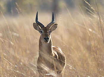 Ila Safari Lodge: Ein Puku im hohen Gras