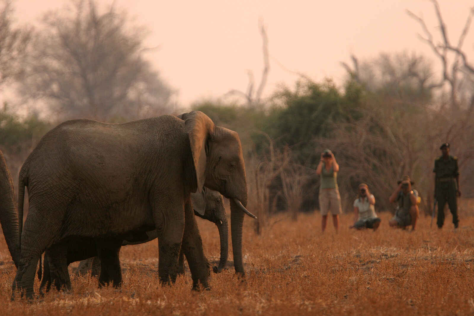 Kaingo Walking Safari: Elefantenbegegnung Kaingo Walking Safari: Elefantenbegegnung